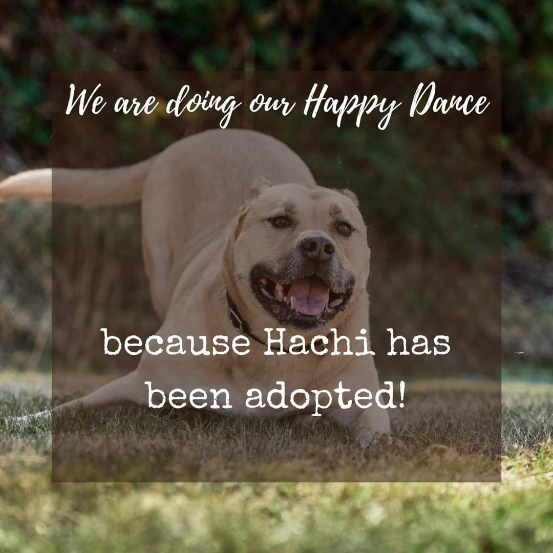Remember Hachi? We featured him last September! Well, we just found out that Hachi has finally been adopted! And, guess what?? We forgot to do a happy dance for Hachi, so we are asking all of you to stand up, wherever you are, and do a little dance to celebrate Hachi's adoption!