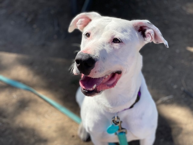 PawsCoTeam's tweet photo. Meet Nyla, a sweet pitbull/American bulldog mix with so much LOVE to give. Whether you prefer a dog with energy (this girl can jump 6 feet!) or tons of affection, this might just be your girl. Nyla's looking for her forever home. https://t.co/S8dy8MotIk https://t.co/S1QDcmaL5G