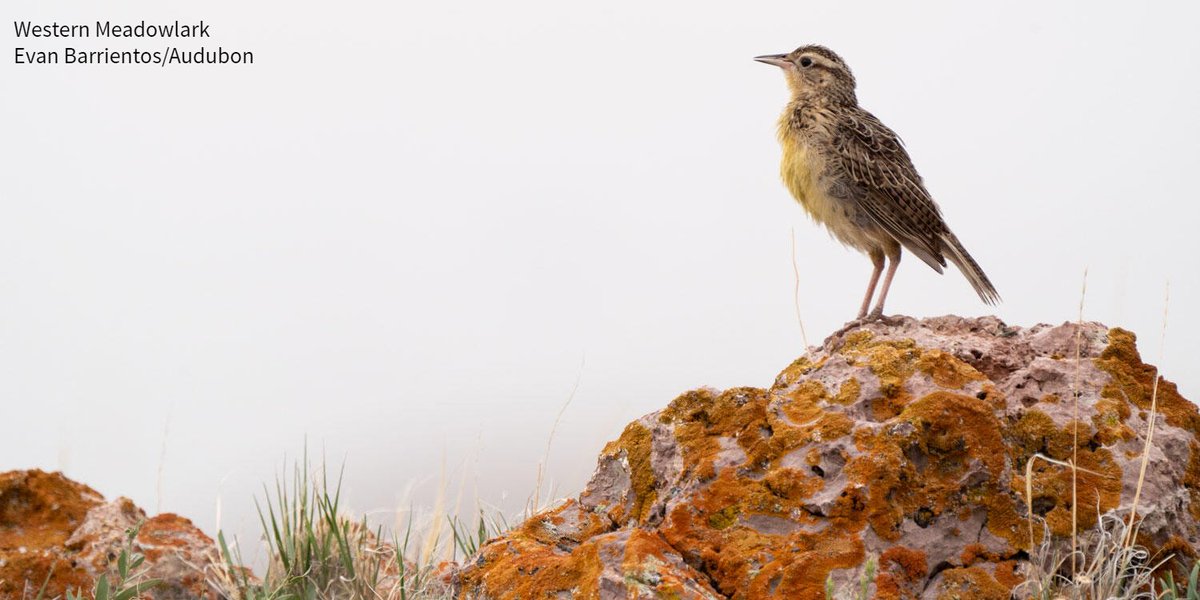 Audubon Society tweet media