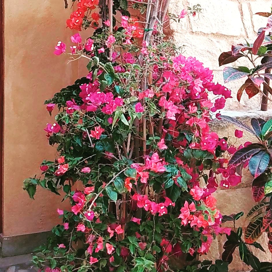 The Bouganvillea, one of my own pics of it at last 🥰