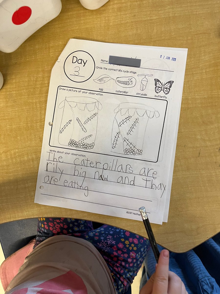 Mrs_NMurray's tweet photo. We have special guests joining our classroom this month.. CATERPILLARS🐛🐛🐛! Ss were so excited to begin observing them, &amp; recorded their noticings in their journals. We can’t wait to see what changes may happen after the weekend.. stay tuned!😁🔎#gr1 #science #observations https://t.co/BNFfSKN5uX