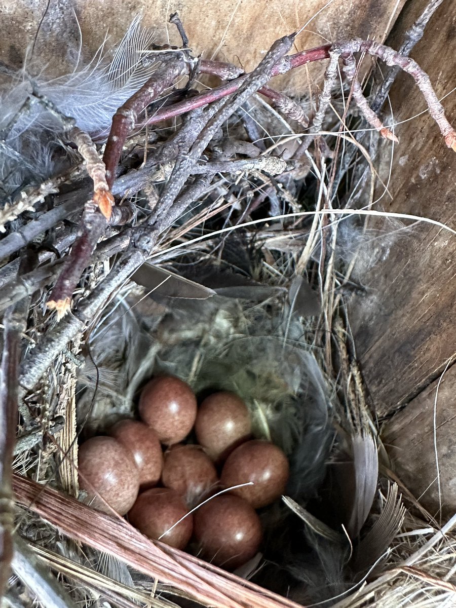 4th grade learned about bluebird boxes at our Forest &amp; Farm day and found out <a href="/PCSD_FV/">Fairview Elementary</a> had a trail of them. We checked them out today and found lots of eggs and new birdies in them. (Not sure that any were bluebirds, students were very excited to check it out! #RaiderStrong