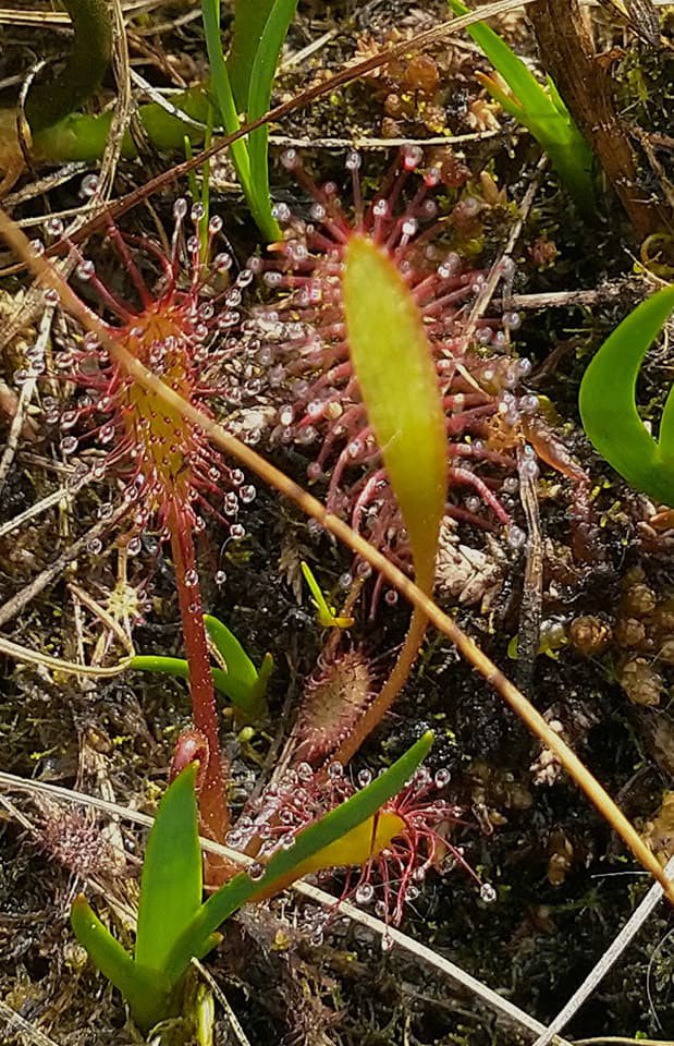 Celebrating our amazing peatland habitats on #WorldPeatlandsDay with my fav peatland species, the #sundew 

Oblong-leaved sundew from #BallynahoneBog ASSI/SAC
@wildflower_hour