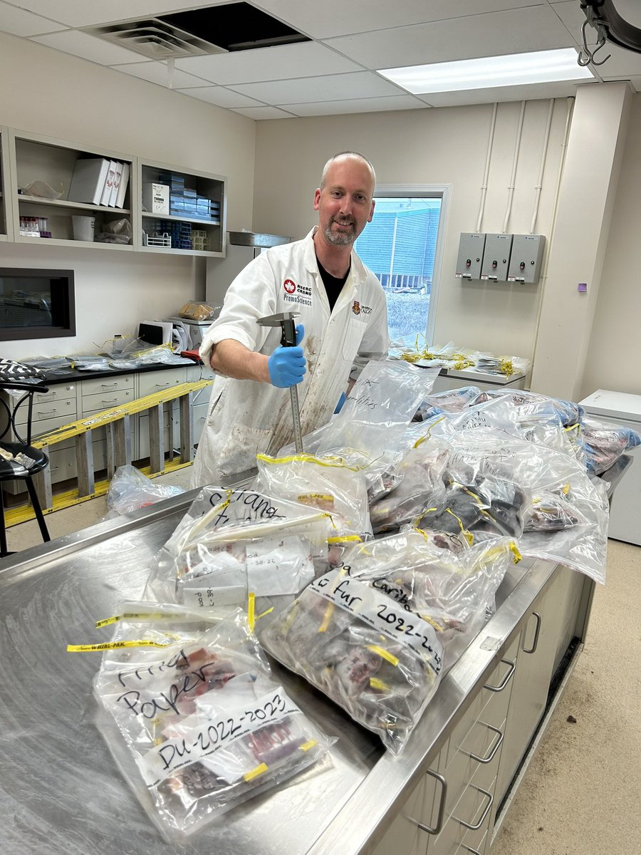 We are in Kugluktuk this week, processing muskox and caribou samples from the harvester-based monitoring program. Here is the pile of samples, with Fabien for scale. Great work team!