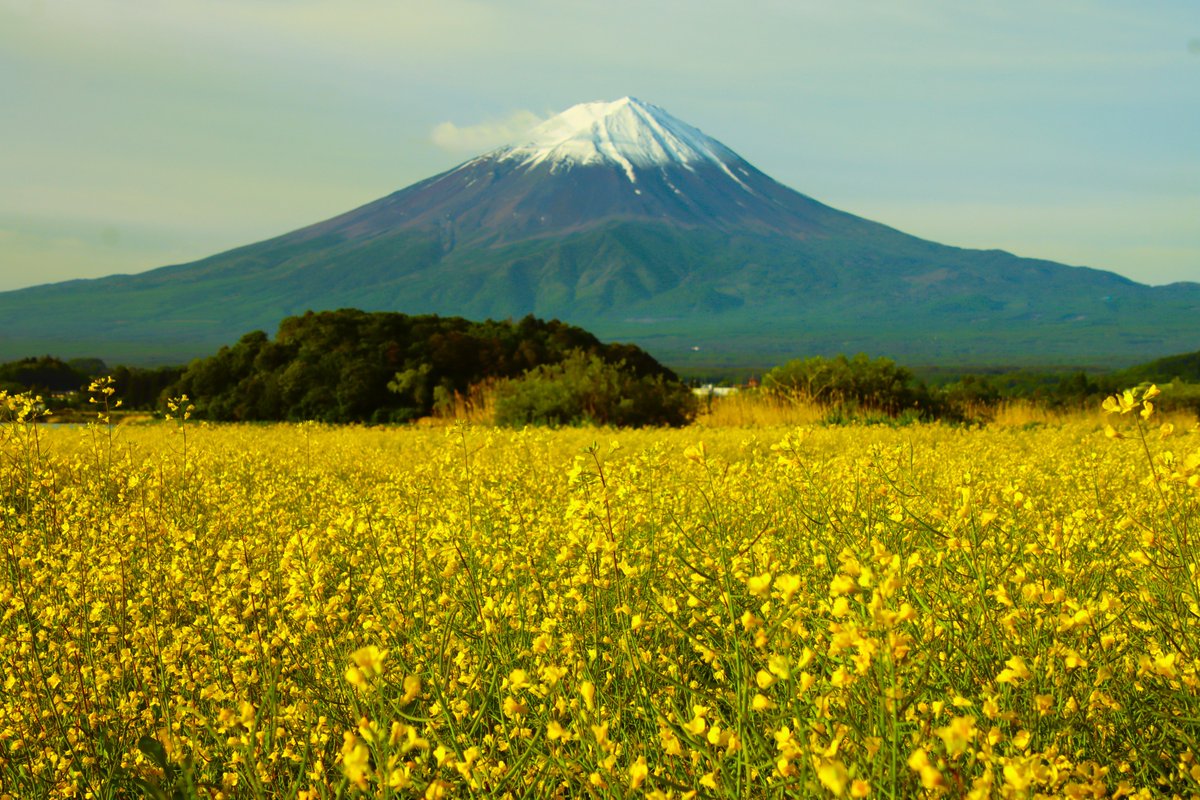 黄色い絨毯 ＃富士山