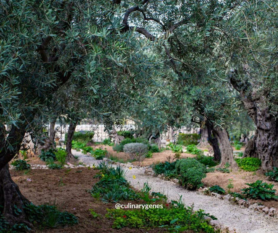 Introducing Chef Pasqualina's Pride: Olive Oil from Our Family's Olive Grove! 🌿🍃 #CulinaryGenes #OliveOil #FamilyTraditions #AuthenticFlavors #ItalianCuisine #TasteOfHeritage #FromOurGroves #FoodLovers #CulinaryJourney #CookingWithLove buff.ly/3OFfWrl