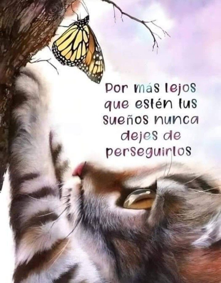 ElBookDelGato's tweet photo. #cats 
#CatsOfTwitter 
#CatsAreFamily 
#CatsOnTwitter 
#CatsLover https://t.co/jmS8zU9Nw9