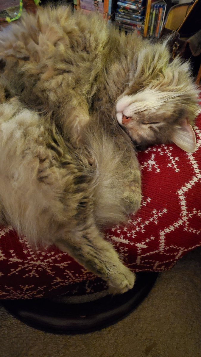 MissPuskar's tweet photo. Sasha has had enough of waking hours for now. Naps rule! ♥️🐾🌻
#CatsOfTwitter #cats 
#diva #superfluff #AdoptDontShop https://t.co/F8dAqJzz8H
