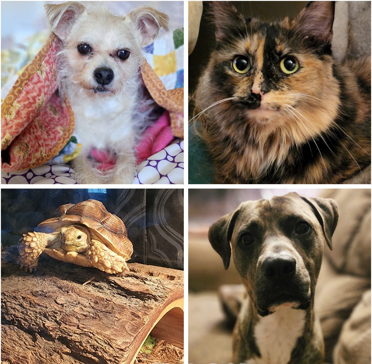 Happy #NationalPetMonth!!
Here's all my precious babies!! 
Wally (tan), Sammy (cat), Michaelangelo aka Mikey (tortoise) &amp; Marty (pitbull baby)!

I don't know what I would do without my babies. 💙

<a href="/JCDreamTeam/">Johnson City Call Center</a> #LifeAtATT #MBCGoodStuff