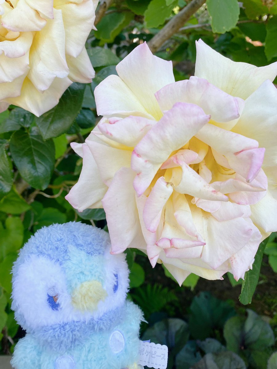 Piplup loves the roses 🌹🩵

#pokemon #pokémon #pokemonplush #pokemonphotography #pokemoncards #pokemontcg #plush #plushies #plushie #plushiesofinstagram #piplup #pokemoncenter #pokemoncommunity #pokepeace #spring #rose #ポケモン #ポケモンセンター #ポケピース #ポッチャマ