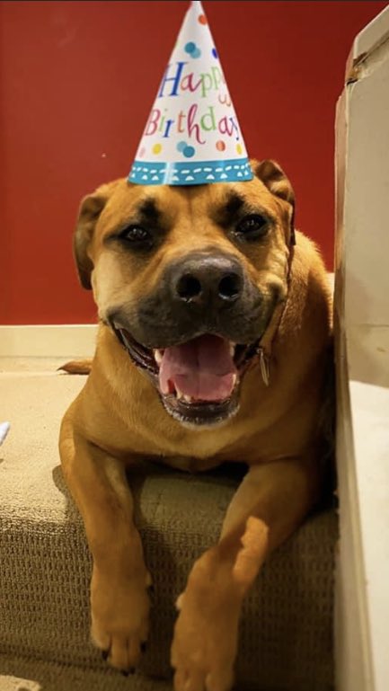 Today is my birthday, and I am now four years old! Woot woot! 🎂 🎈 🎉 

#HappyBirthday #Dogs #SpoiledDogs #DogsofTwitter #CaneCorso #Love