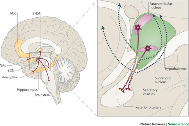Neurophysiology of oxytocin and arginine vasopressin.

Source: <a href="/NatureNeuro/">Nature Neuroscience</a> 

#neuroscience