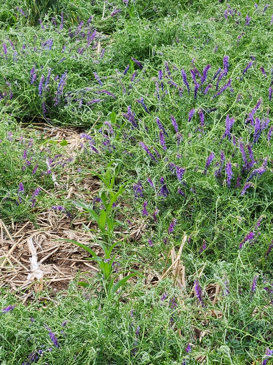 LarryCowing's tweet image. left a buffer of vetch where there was no fenceline between my corn field and my sweet corn field, vetch bloomed about a week after the rest was terminated in the corn