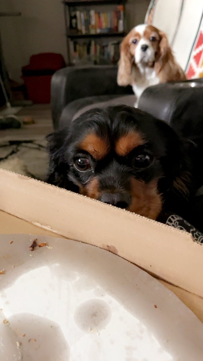 MaxtheSpoiled's tweet photo. Pizza night https://t.co/Sd5PQMC2Ap