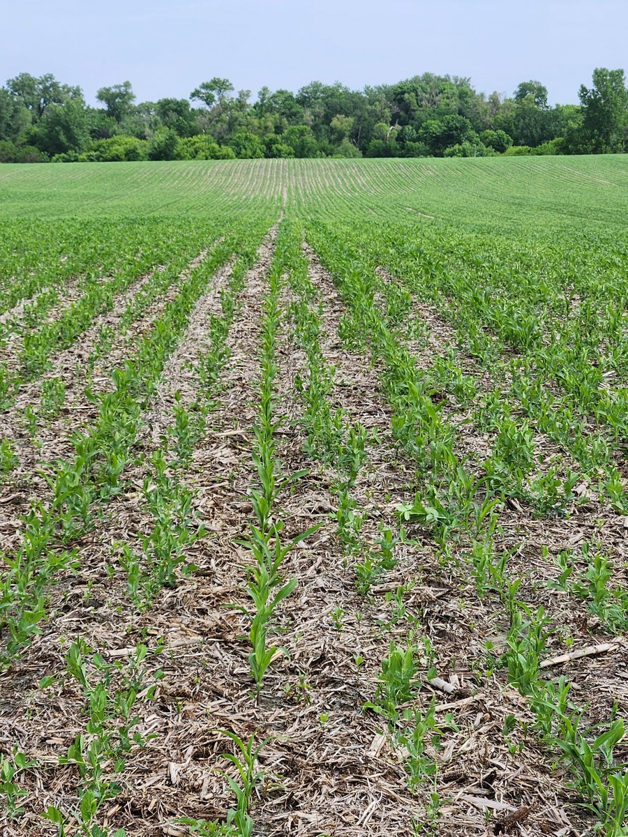 LarryCowing's tweet image. my experiment, corn planted into  field peas