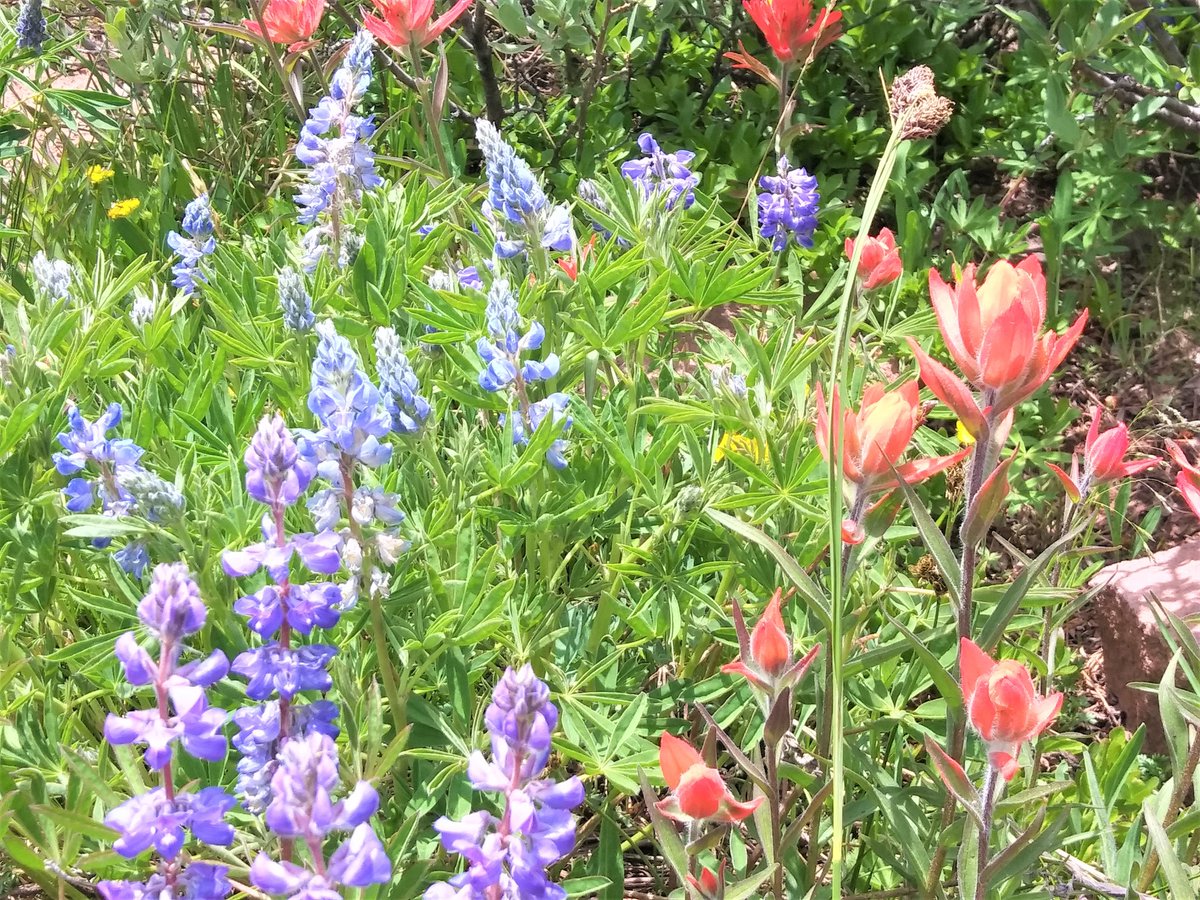 Which will you hike on #NationalTrailsDay - June 4?

Copper Mountain, CO.

#travel #fitlifetravel #hiking #hikingadventures