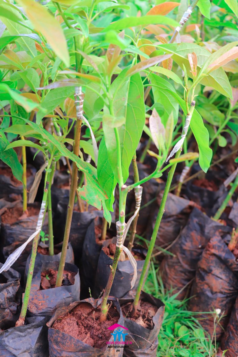 DoubleN014's tweet photo. When we economically empower women, society is delighted and gears up towards the development. Let us plant trees and save the world. 
#adoptatree 
#EconomicFreedom 
#ClimateAction https://t.co/QhzmjUmoAr