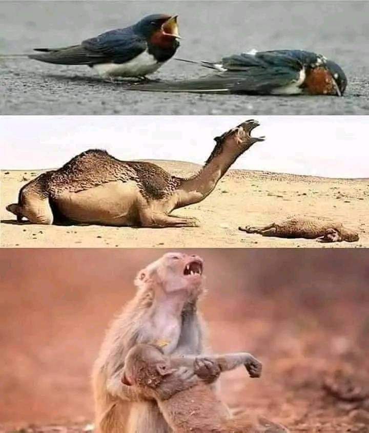 اَلسَلامُ عَلَيْكُم وَرَحْمَةُ اَللهِ وَبَرَكاتُهُ
صبح بخیر🌸
❤كُلُّ نَفْسٍ ذَائِقَةُ الْمَوْتِ❤
اللّه تعالیٰ فرماتا ہر انسان،جاندار۔جنات،حیوانات،پرند،چرند سب نے ایک دن موت کا ذائقہ چکھنا 
اور یہ بھی فرمایا ہے جس نے آنا اُس نے جانا ہے💯