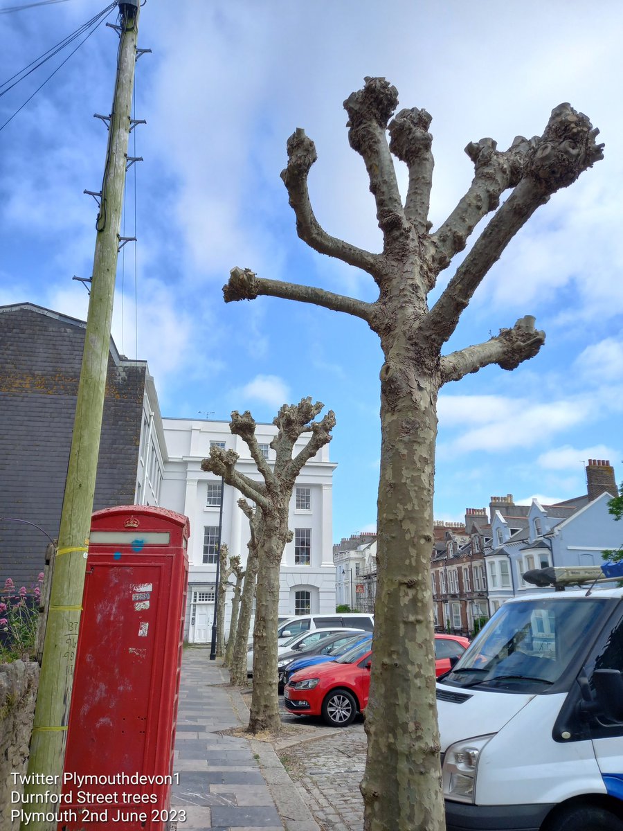 The trees/stumps on Durnford Street, Plymouth, pruned a month or so ago. And still not in leaf...  @STRAWPlymouth #PlymouthTree #DurnfordStreet #Durnford #trees