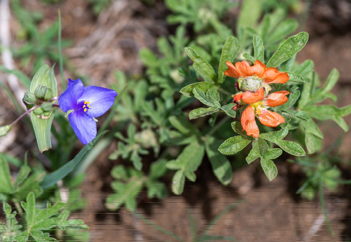 davidbarrellco's tweet image. Native Prairie Spiderwort and Scarlet Globemallow, (cowboy's delight) in my field today! #Weldcountymagic #Wetspring