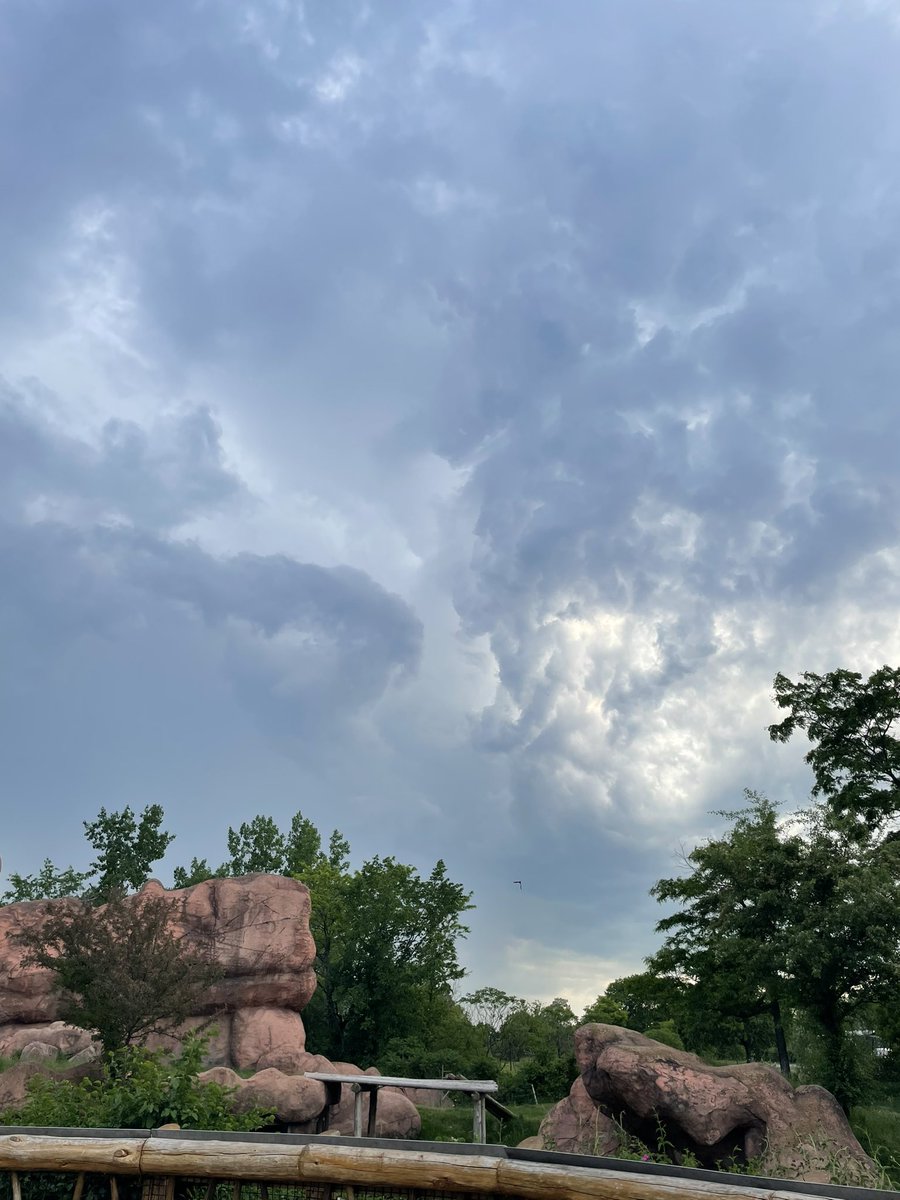 eisforelliott's tweet photo. Trying to avoid a soaking at @TheTorontoZoo! #onwx https://t.co/VNtU2lAkZX