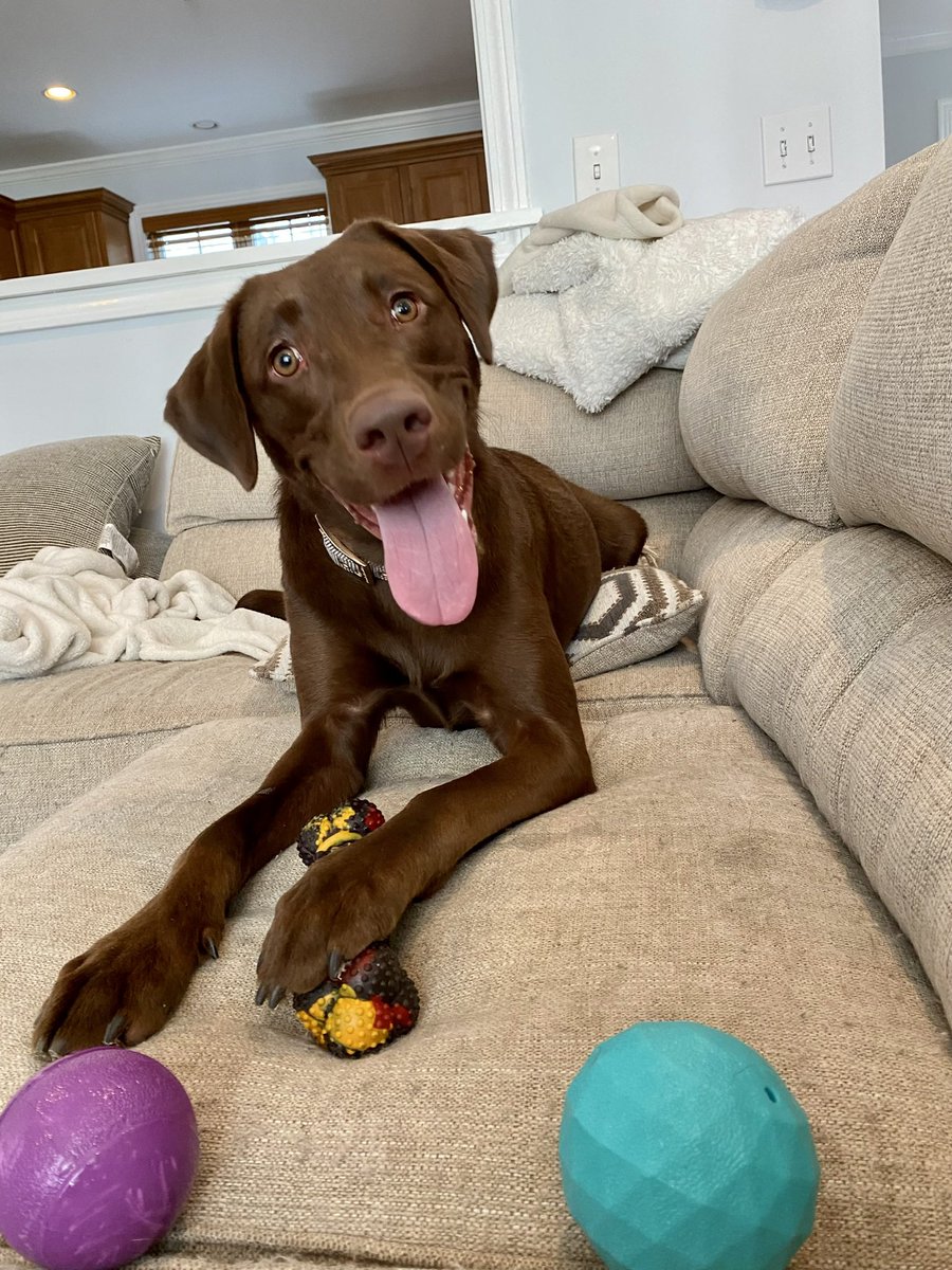 CDromey19's tweet photo. @UweBollocks Also here is Cleo https://t.co/R098a8yOqG