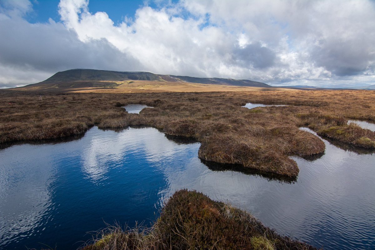 It’s World Peatlands day! So I thought I’d share some of my favourite examples from our little corner of the planet! Over 80% of peatlands in NI are degraded, but we’re starting to change that! @UlsterWildlife #worldpeatlandsday #peatlands