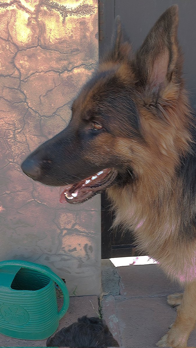 vimace's tweet photo. Prince y Dark  Feliz dia!!!- #tncentral https://t.co/00EKuvUFkB