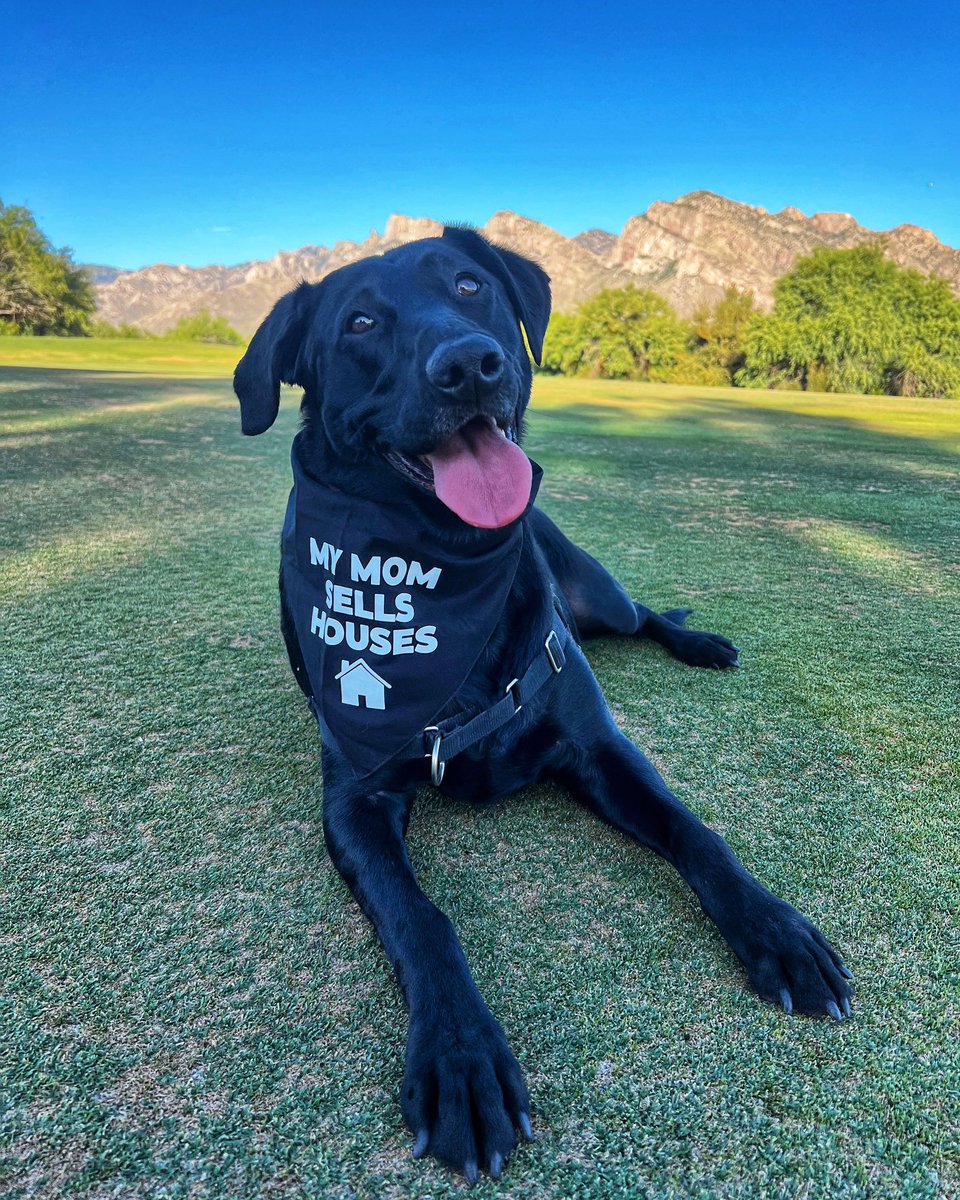 “a house is not a home without the love of a dog”..🏡🐾🖤
••••••••
#sammiethelab #furballfriday #petfriendly #sellyourhome #buyyourhome #realestate #realtor #broker #azrealtor #ncbroker #lovewhereyoulive #tucsonliving #desertlife #labsoftwitter #dogsoftwitter #tucson…