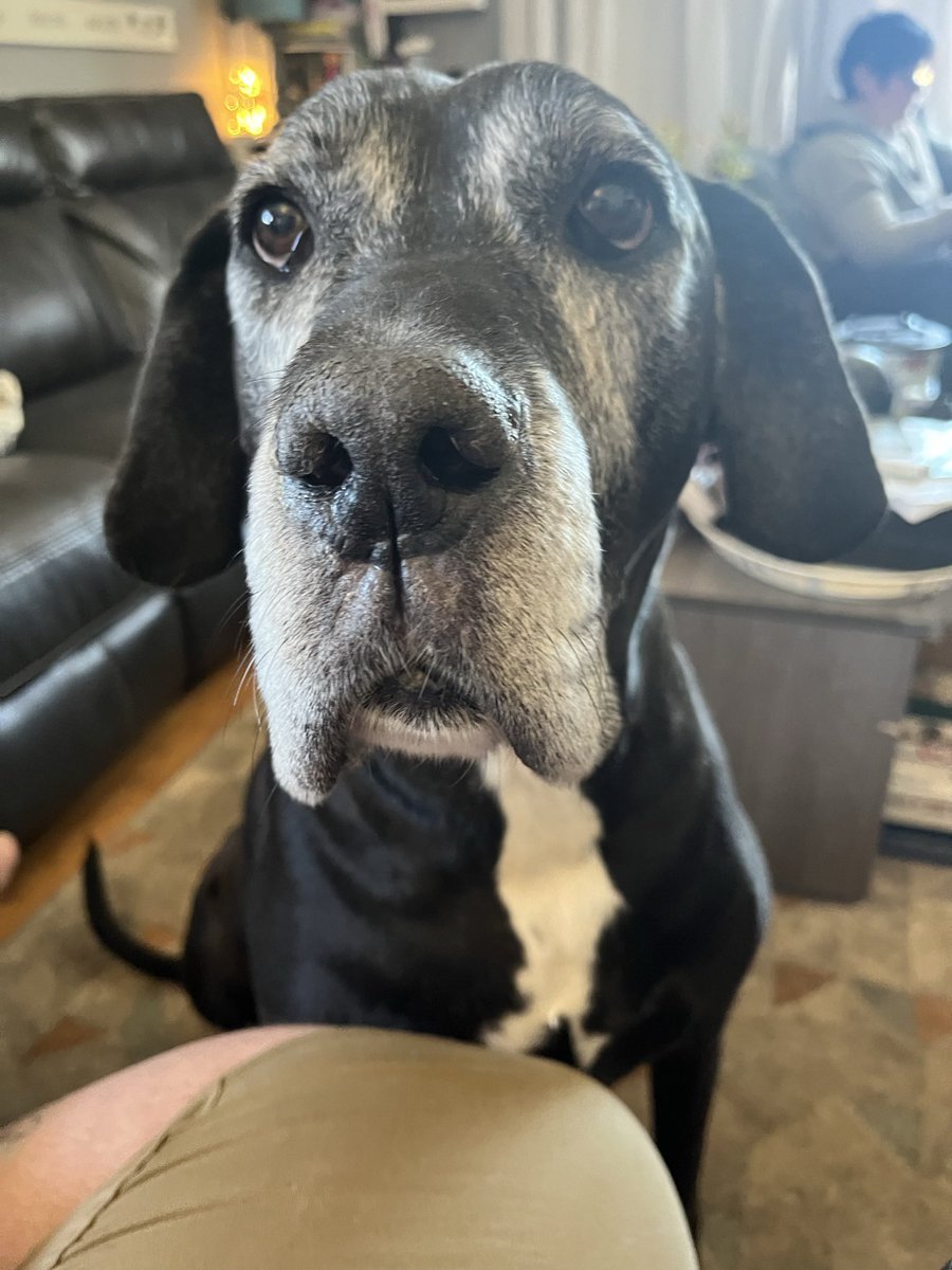 AllenPooley's tweet photo. Judgement dog knows what you did, and yes - he’s judging you for it. But, he’ll let you off the hook for a treat. And maybe some scritches. https://t.co/zo7ZZ5D0wv