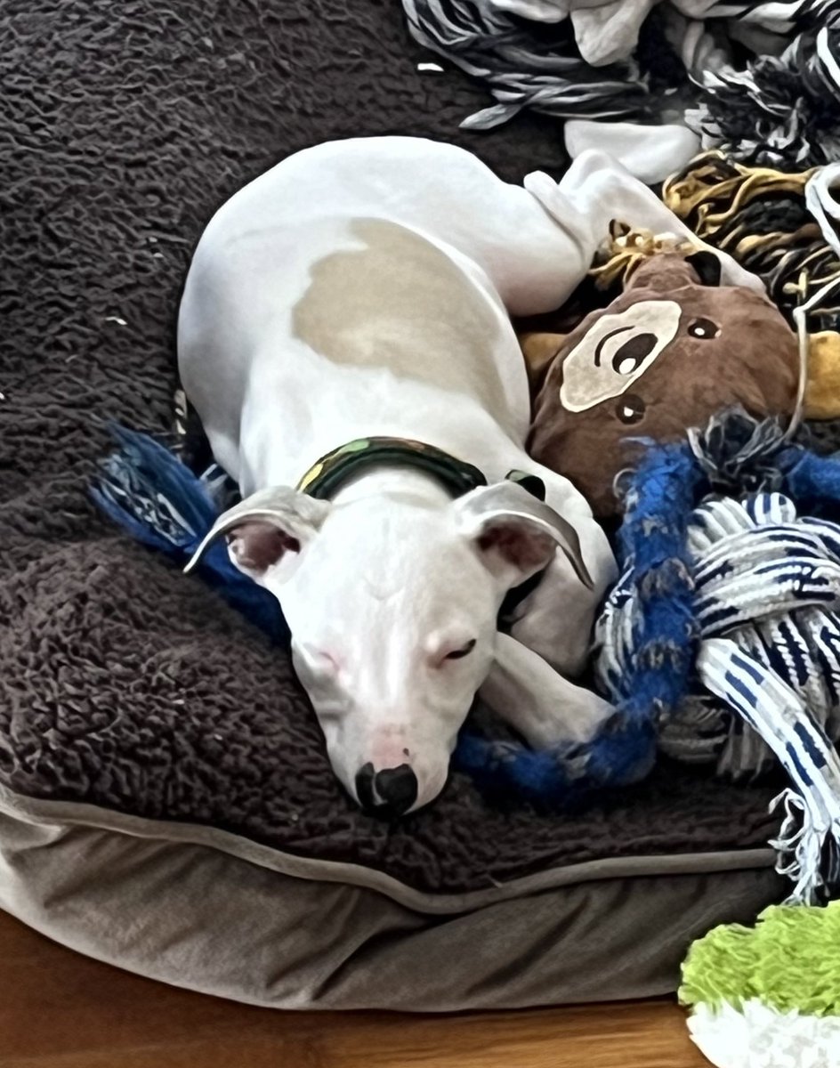 JenCornell1's tweet photo. Hey everyone! Meet Benny!
9 week old whippet puppy. #ProfessionalSnuggler #whippet https://t.co/yojpb8bCSd