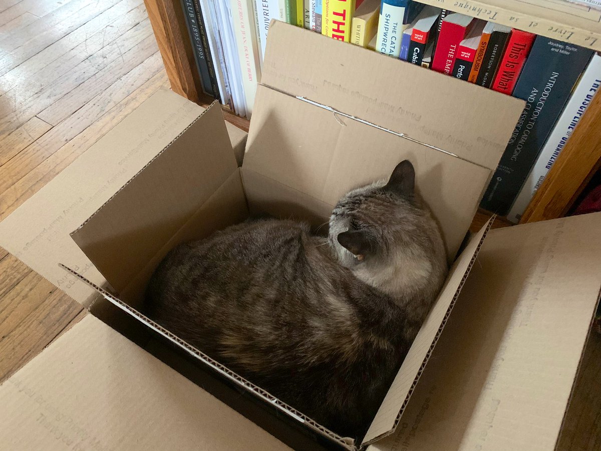 If you’ve met this cat, you know she’s a Very Good Cat. She’s affectionate and curious and gentle, if a little goofy. She doesn’t quite know how to play, but we forgive that. She is such a sweet girl. 

EXCEPT FOR, of all things, VET VISITS—when she turns into an absolute demon.
