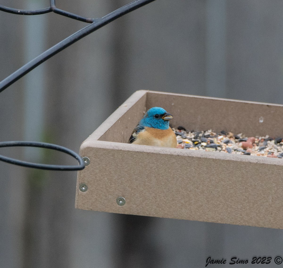 frontrangebird's tweet image. Save 15% on Bird Food This Month! - mailchi.mp/frontrangebird…