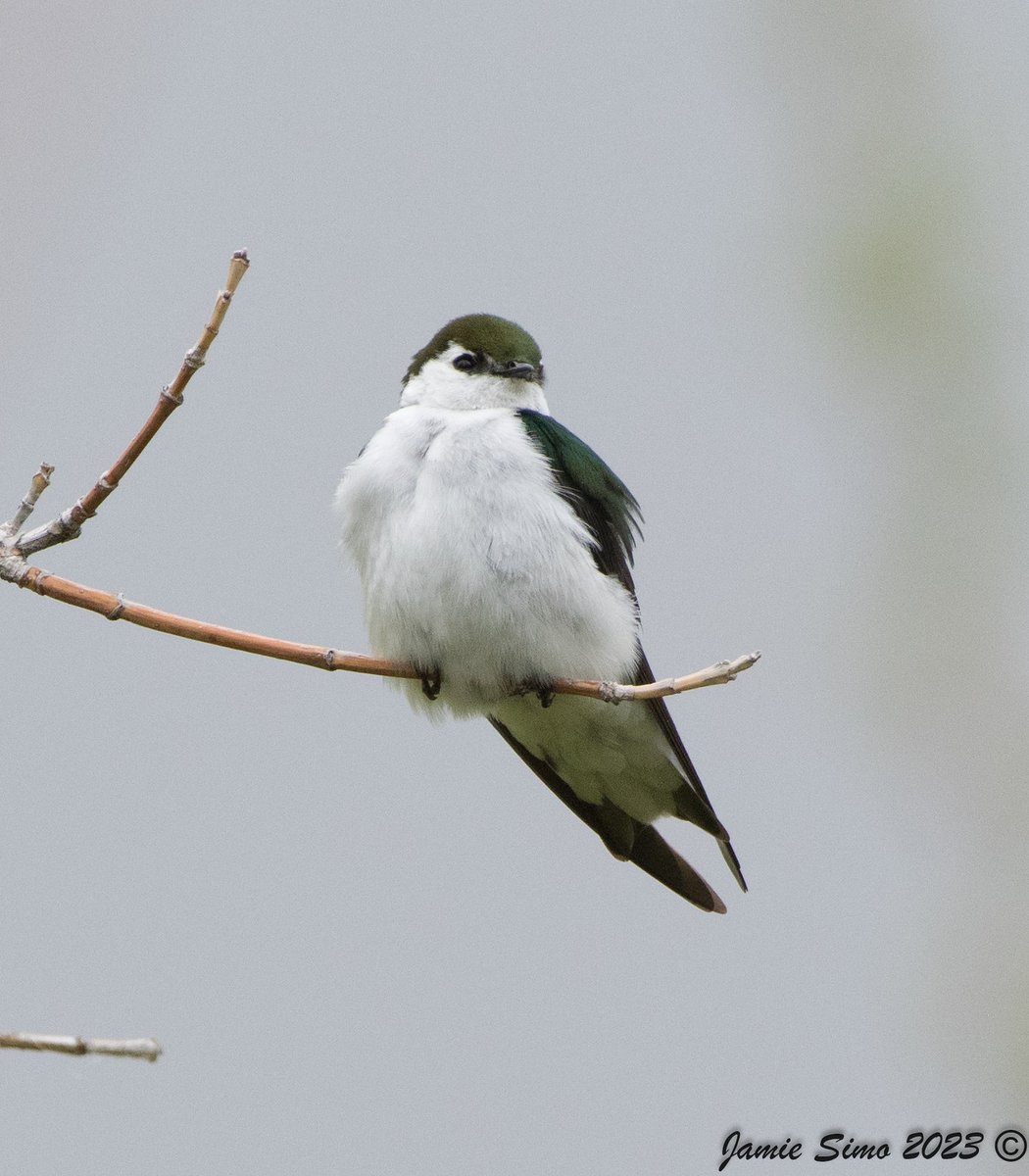 frontrangebird's tweet image. Save 15% on Bird Food This Month! - mailchi.mp/frontrangebird…