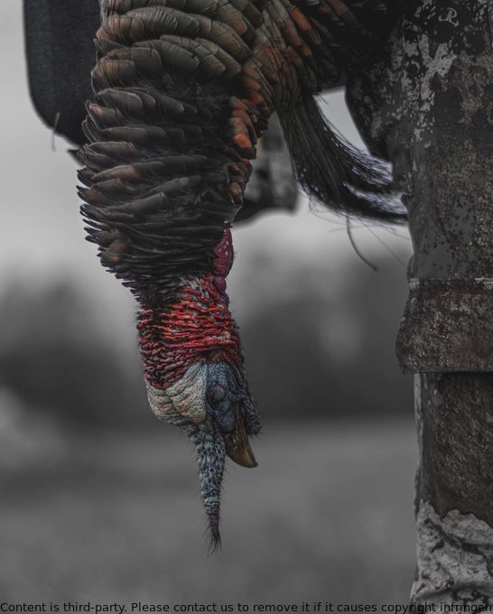 We're thrilled for turkey season! The gobbling, full strut, and heart-racing moments make it all worth it. What gets you excited during this time? #turkeyseason #huntinglife 🦃🏹 #Fishing