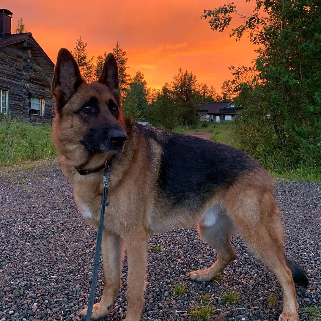 AMAZING SKY 😍😍 It’s over midnight and the view is B R E A T H T A K I N G 😮‍💨😮‍💨❤️
#germanshepherd #germanshepherdworld #germanshepherdlove #germanshepherdpuppy #germanshepherdlovers #germanshepherdsdaily #germanshepherds #germanshepherdsofinstagram #gsd #gsdpuppy #gsdpuppies