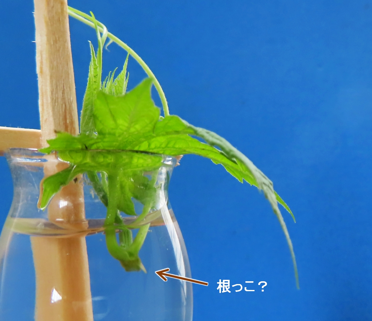 MOMO29361199's tweet image. 敵芯したゴーヤを水に差していたら
根っこみたいなのが出てきた。
植物ってスゴイ！
僕も負けずに勉強頑張るぞ！
根が伸びたら土に植えようかな😅
#ゴーヤ #根っこ #簿記 #植物ってすごい