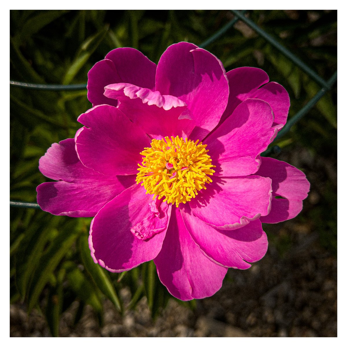 dan_ziegler's tweet photo. 365 Photo Challenge - 2023 - Day 152
#365photochallenge #picoftheday #flowers #closeup_flowers #Petal #Flower #Outdoors #CloseUp #MacroPhotography #Growth #Nature #FlowerHead #Plant #raw_edit #raw_creative #bpa_arts #lightroom https://t.co/h6n39vUKmU