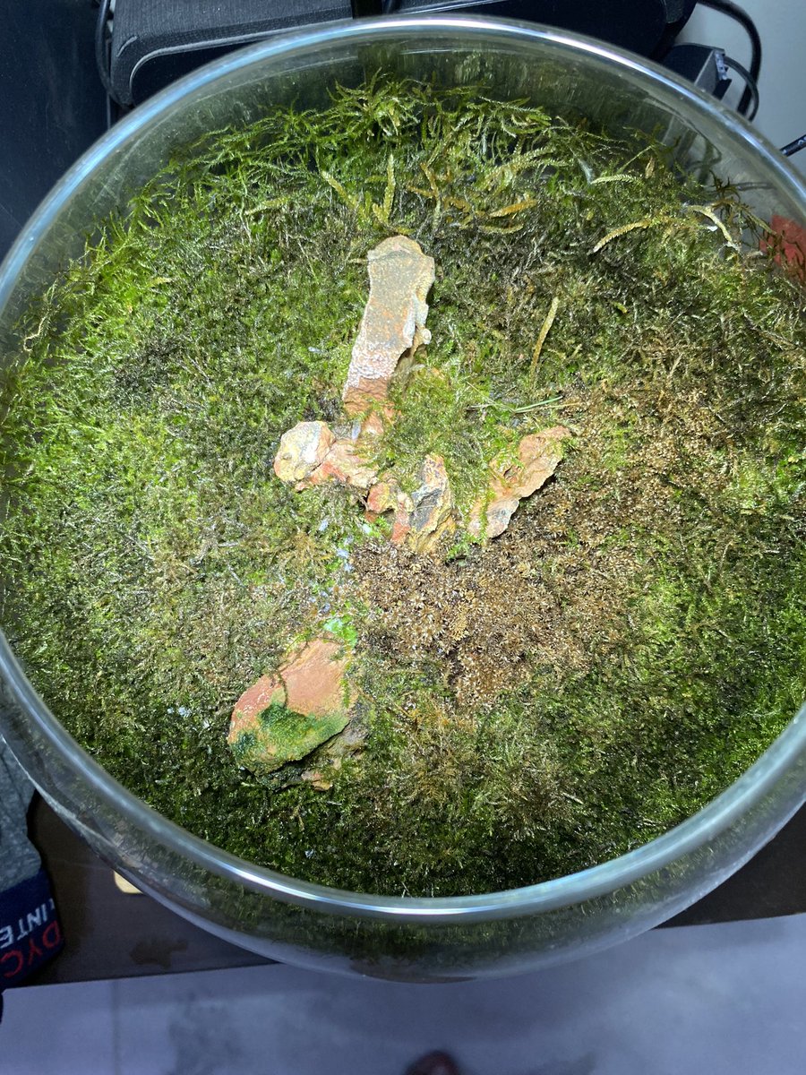 nishitlab's tweet photo. Biosphere with self ecosystem #terrarium #biosphere #forests https://t.co/IOPtyxJn9n