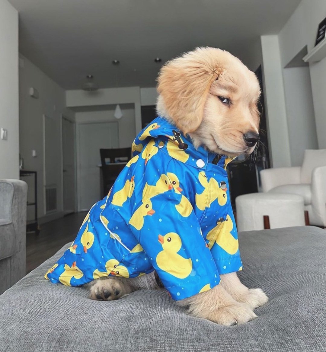 𝓓𝓸𝓰𝓰𝓸 𝓓𝓮𝓵𝓲𝓰𝓱𝓽 🐶 (@petpalsunite) on Twitter photo 