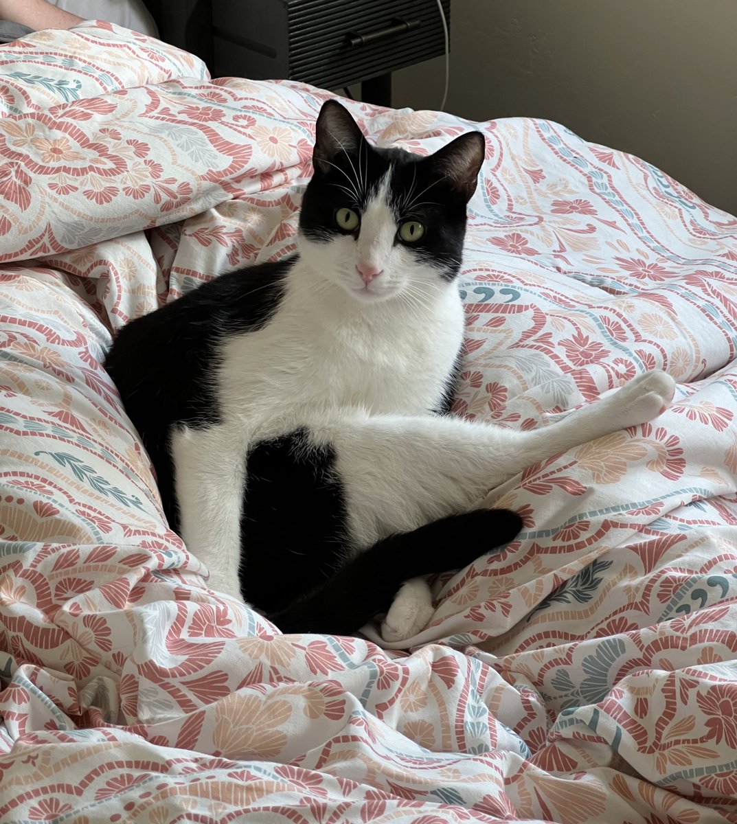 broodingwhale's tweet photo. @hankgreen Little late but I can still participate. If you do get another cat, black &amp; whites are kooky. https://t.co/Sa1UstIbjP