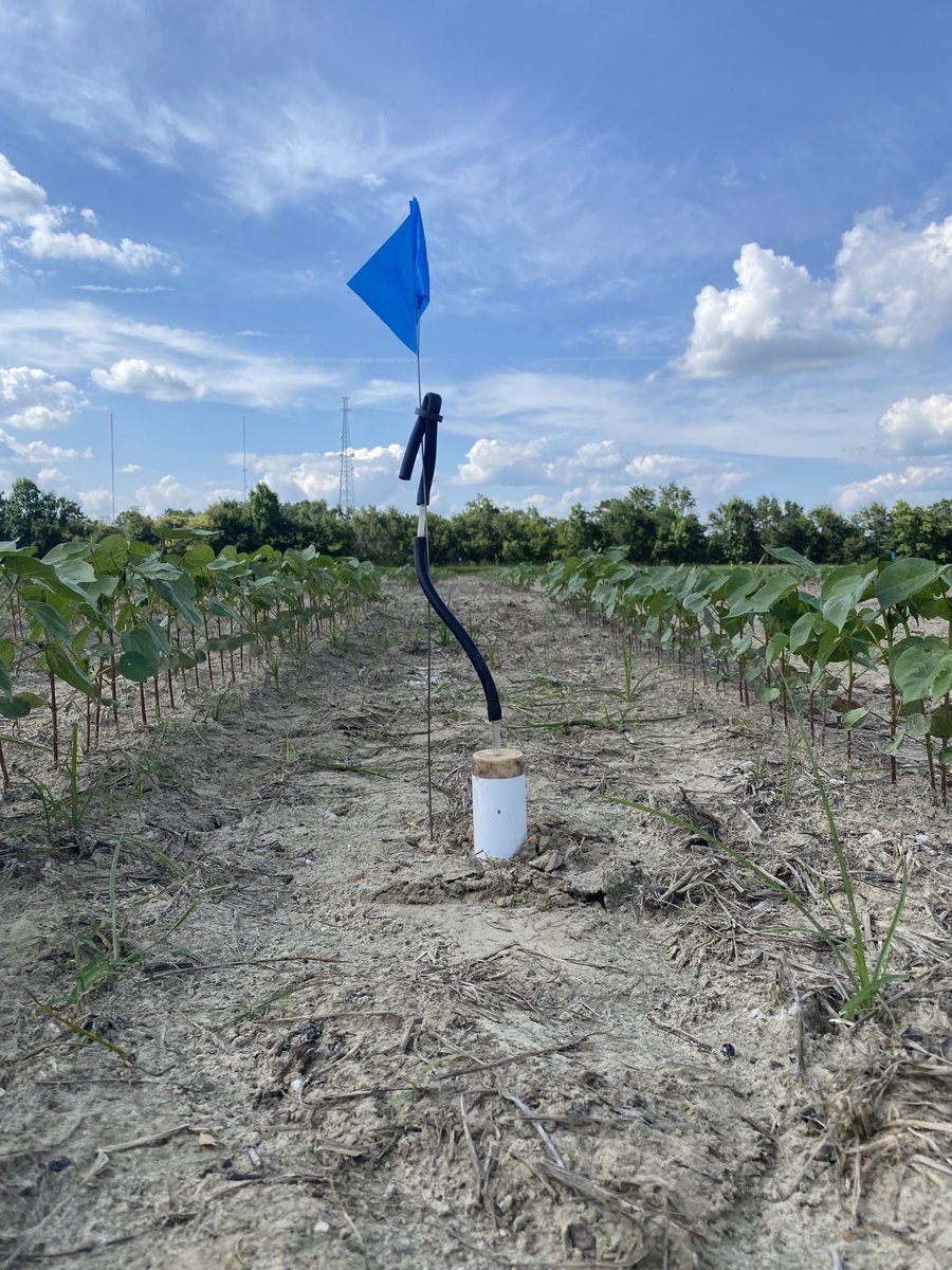 Today, we installed suction cup lysimeters to selected plots of our DSSAT cotton N rate trial. Thanks to Cheryl Mackowiak and George Anguelov…⁦<a href="/ufifasnfrec/">UF IFAS NFREC</a>⁩ ⁦<a href="/bagarunjamin1/">Sheeja George</a>⁩ ⁦<a href="/IanMSmall1/">Ian M. Small</a>⁩
