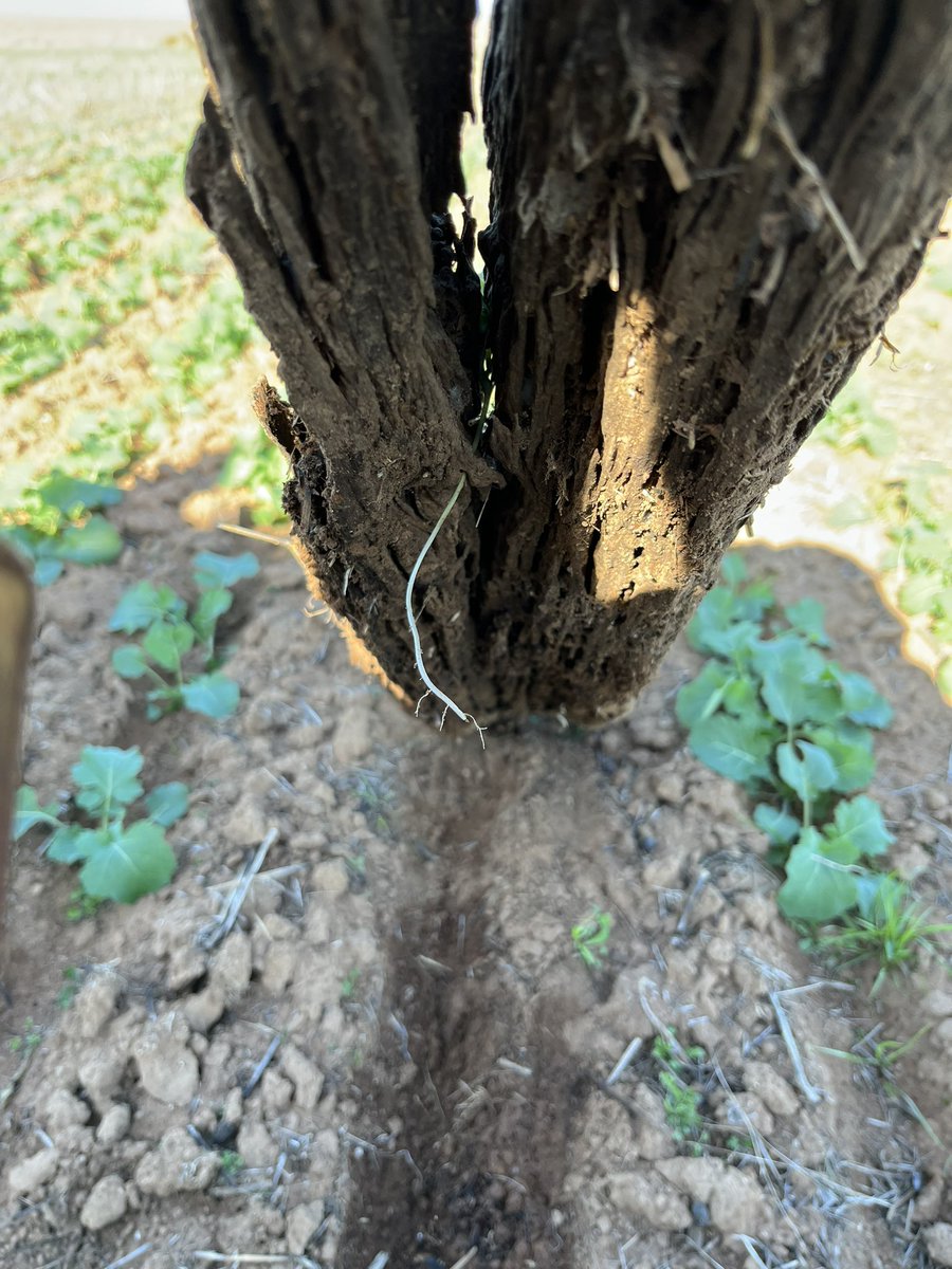 Tough start for the little fella