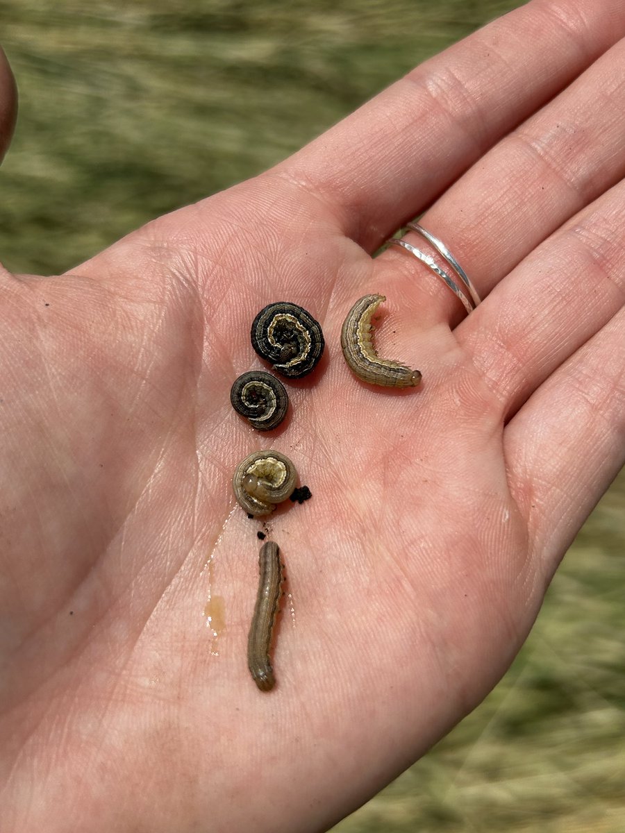ashleyn_dean's tweet photo. It’s a good idea to scout for true armyworm (see photos) and black cutworm right now! Several reports from SE and Central IA of feeding in fields with a cover crop this spring. These are sporadic pests, so check before you spray!
@erinwhodgson @mjanders1 https://t.co/h5cftY8unn