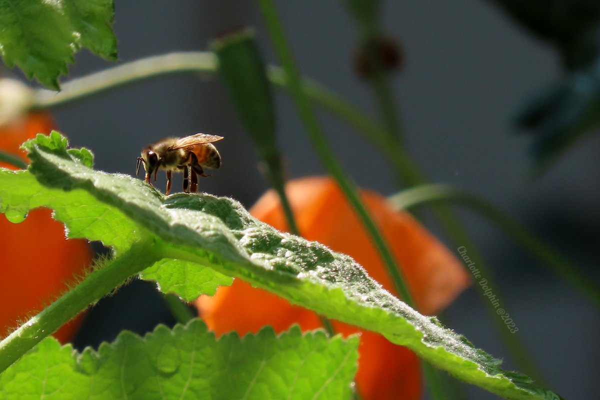 Smeary's tweet photo. Thought I would share these #photographs I took yesterday of one of the many #honeybees that call my #gardens home. 

#photographer #photographs #bee #nature #insect #flowers #unedited #art #artist #artistofinstagram #imakestuff #bug #savethebees https://t.co/xVrjJd1Hxy