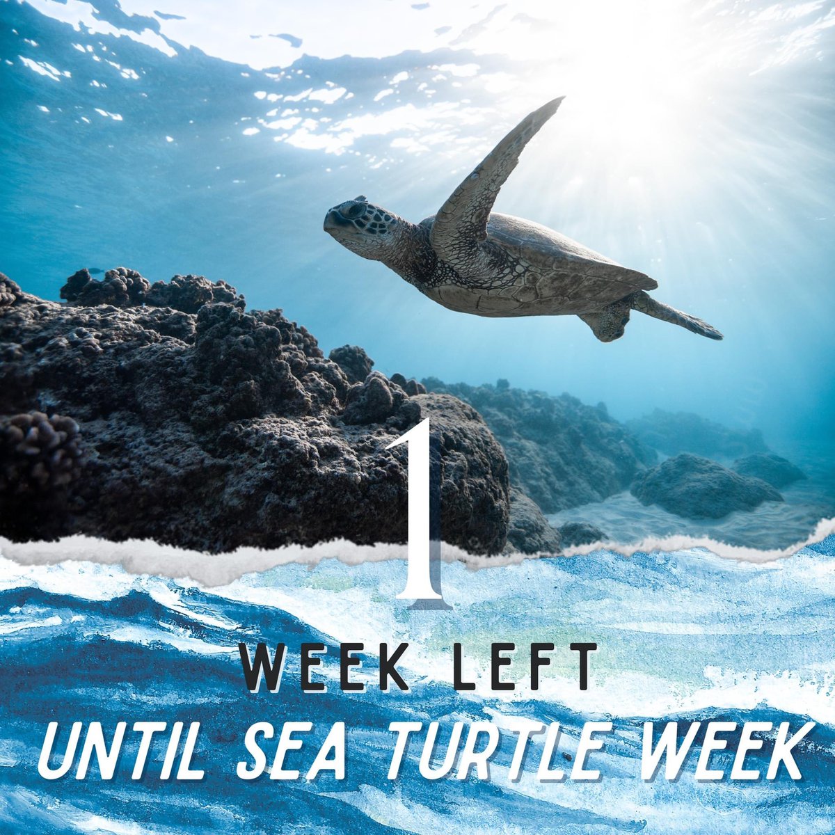 Only one week left until the best week of the whole year: Sea Turtle Week! We are ready to shellebrate our favorite hard shelled friends in style.

Be sure to head to the our website to download the ready to post social media graphics: seaturtleweek.com

#SeaTurtleWeek