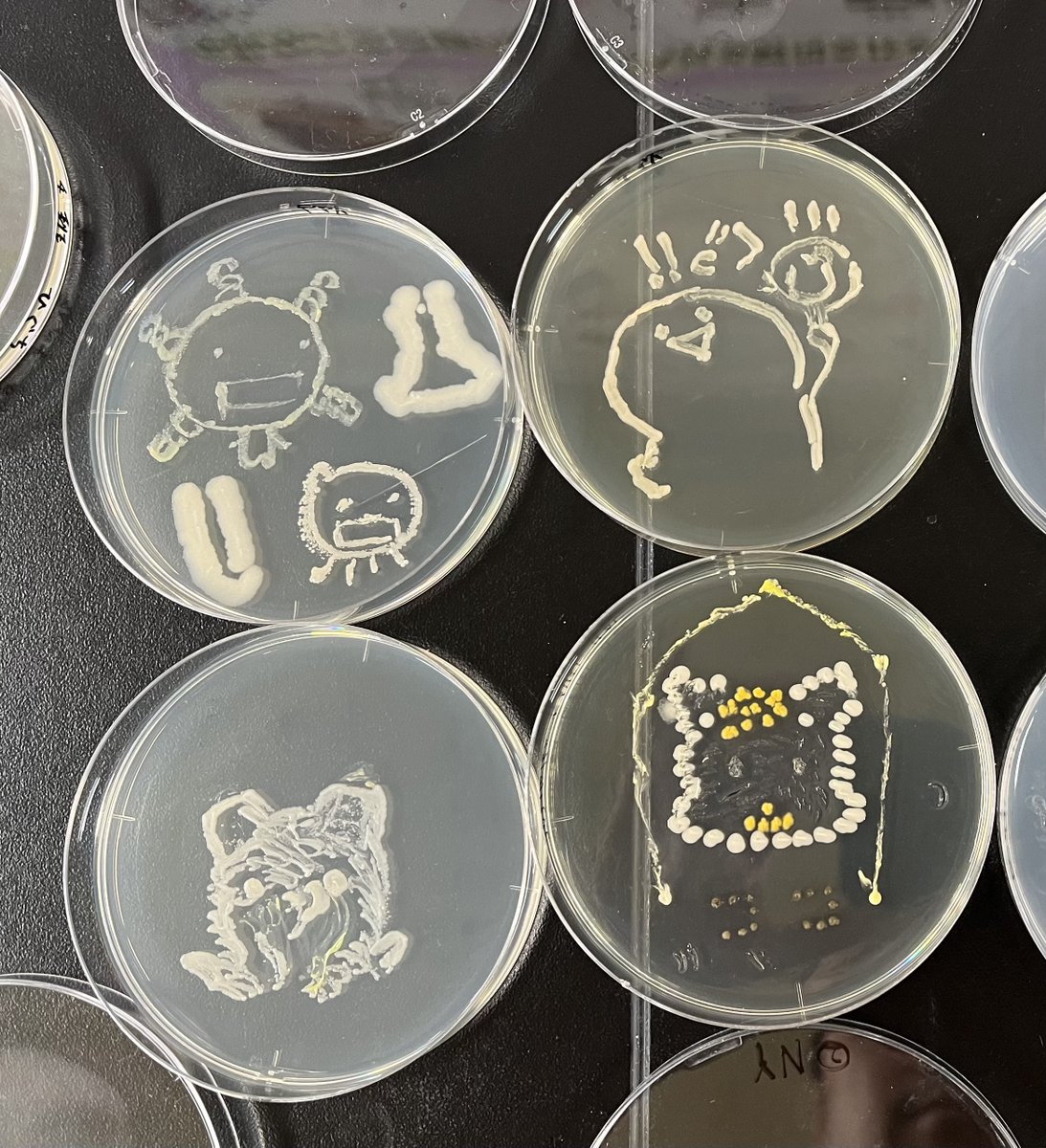 微生物学生実験　締めはAgarArt