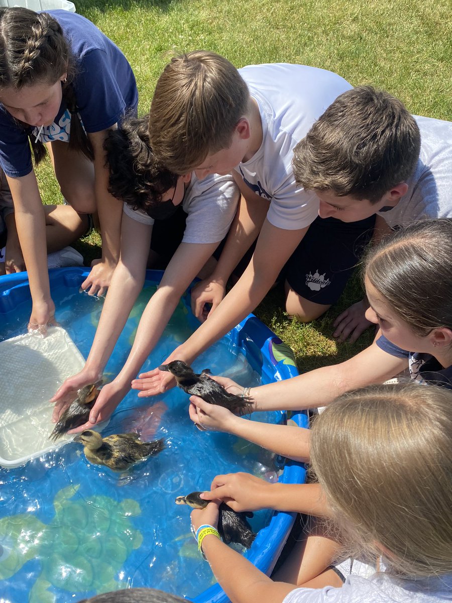 msgriesmeyerOLW's tweet photo. Thank you Mrs. Strzyzynski for letting 7th grade come visit with the baby ducks today! @olwschoolAH https://t.co/JiwXQPpUsB