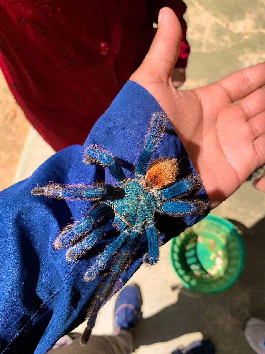 LordDdma14's tweet photo. pero de pana no maten a las tarantulas azules, están en super peligro de extinción 😖 y son inofensivas para el ser humano 🙂👍🏻 https://t.co/85lkLvRqMn