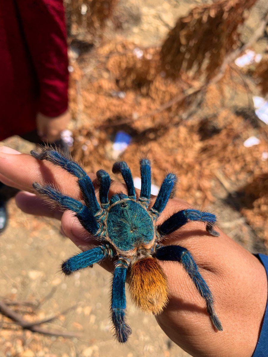 LordDdma14's tweet photo. pero de pana no maten a las tarantulas azules, están en super peligro de extinción 😖 y son inofensivas para el ser humano 🙂👍🏻 https://t.co/85lkLvRqMn